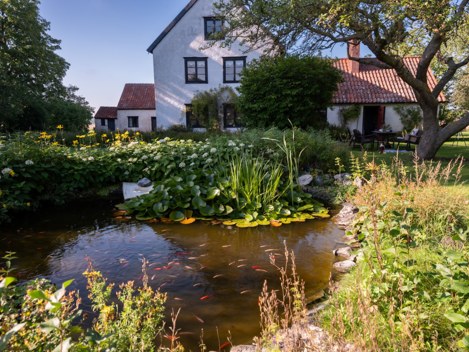 Stor parkliknande trädgård med näckrosdamm Havdhem Stora Hajslunds 616