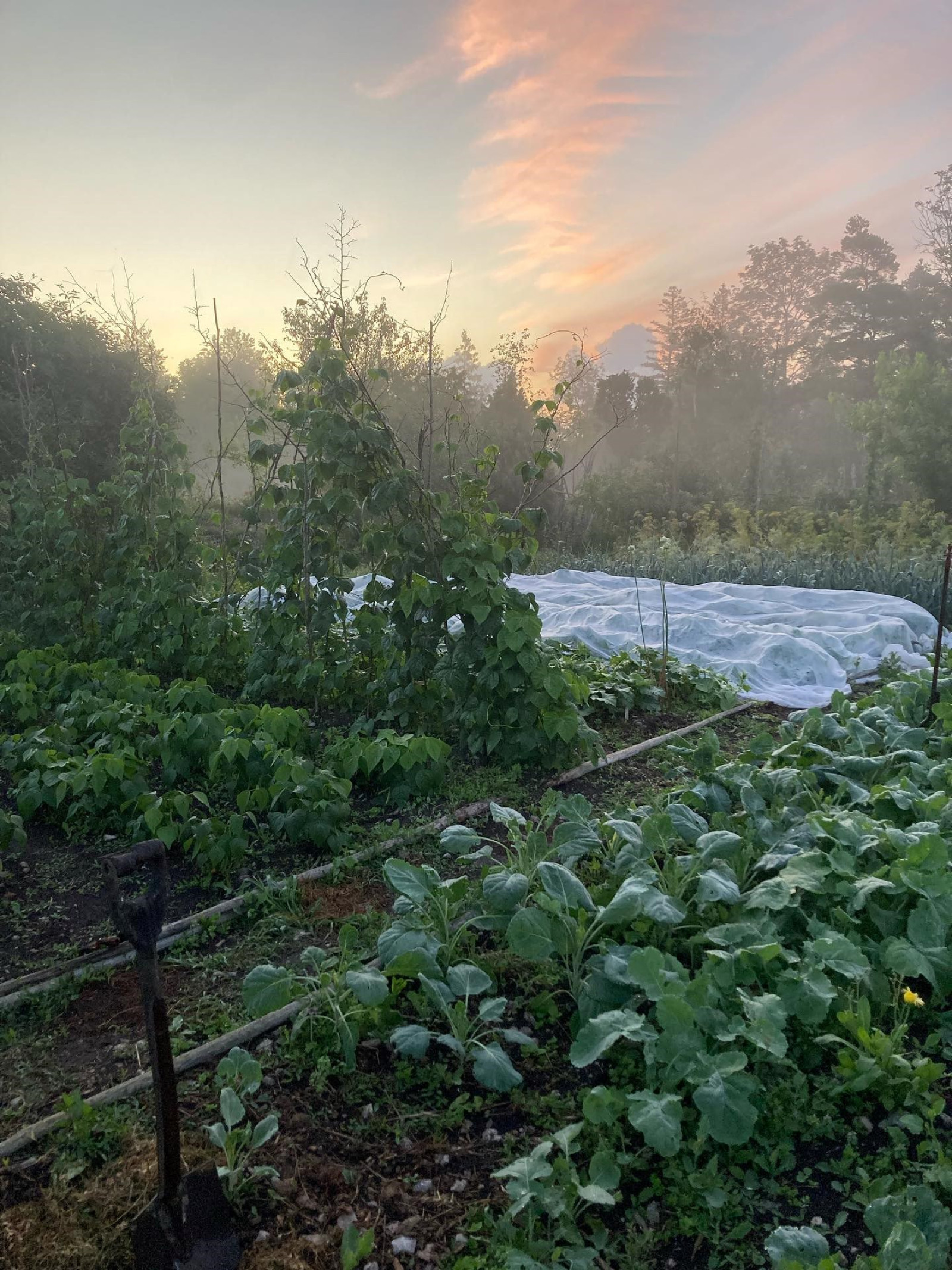 Kullshagebruk Hangvar Kullshage 828