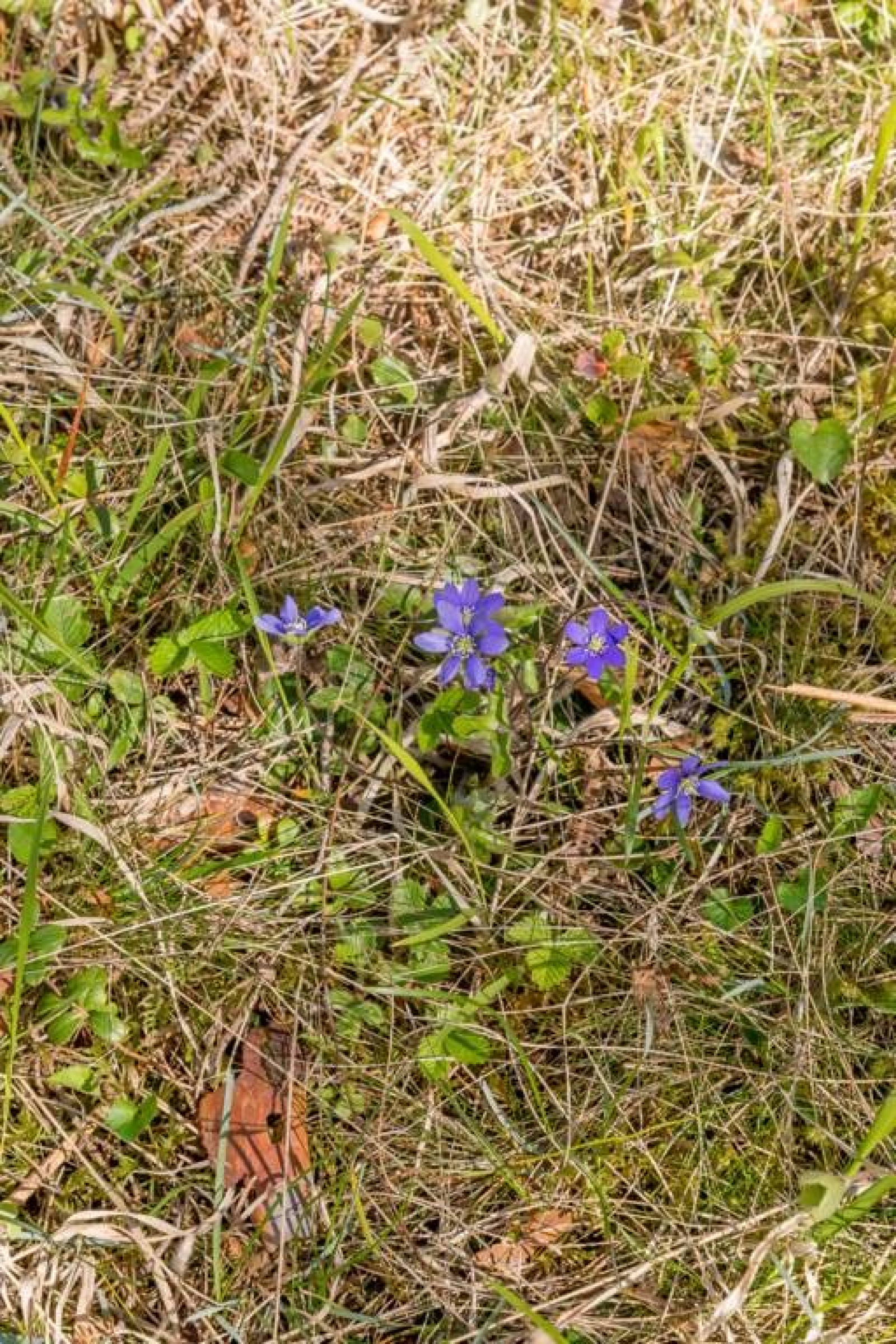  Stenkyrka Stenkyrkehuk 361K