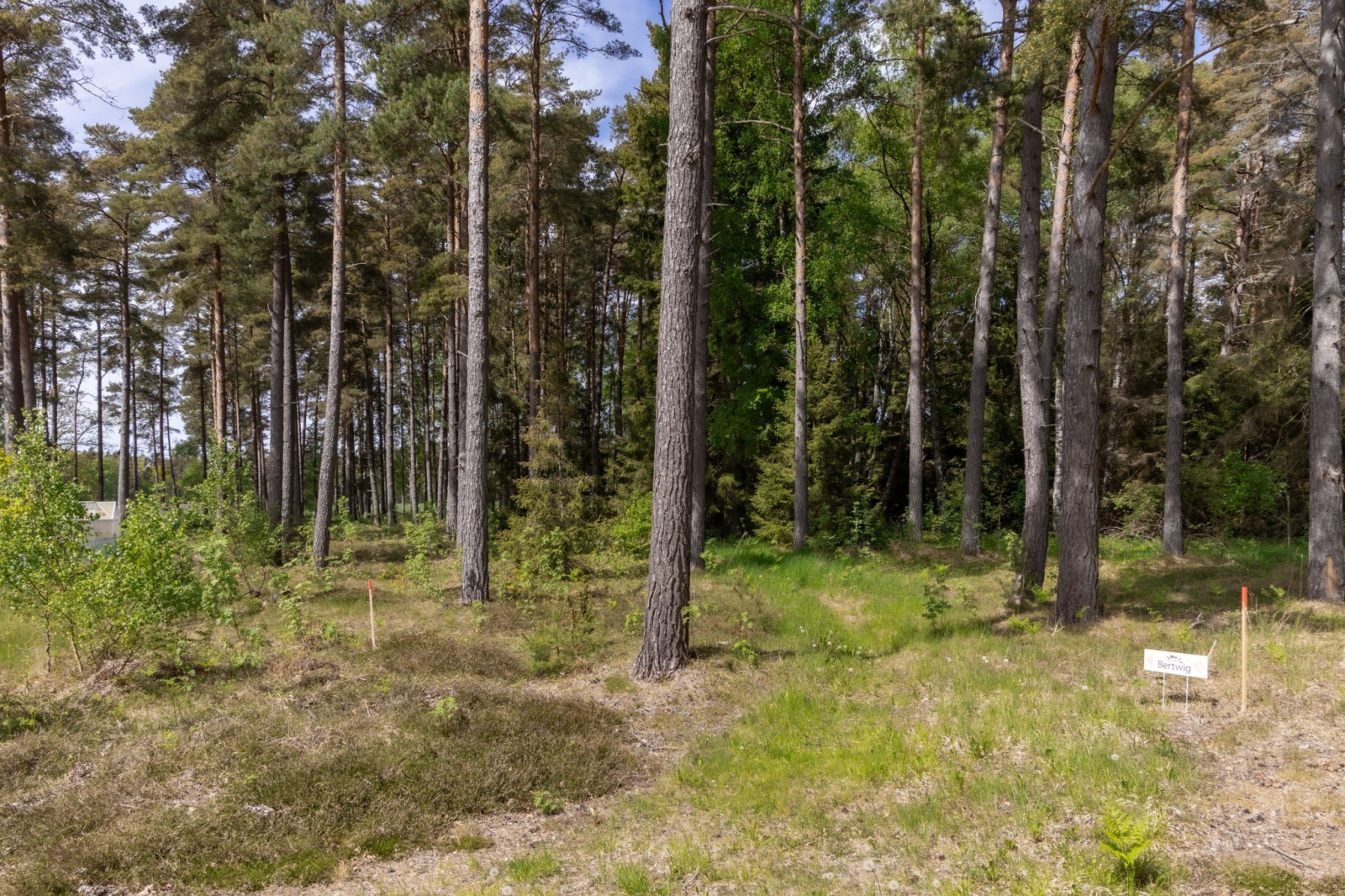  Sanda Stora Varbos 943