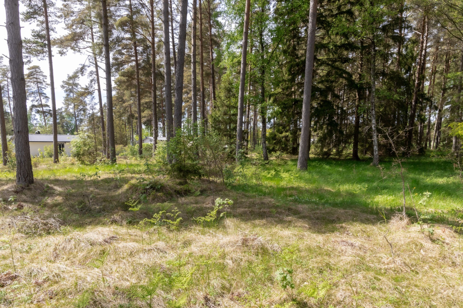  Sanda Stora Varbos 943
