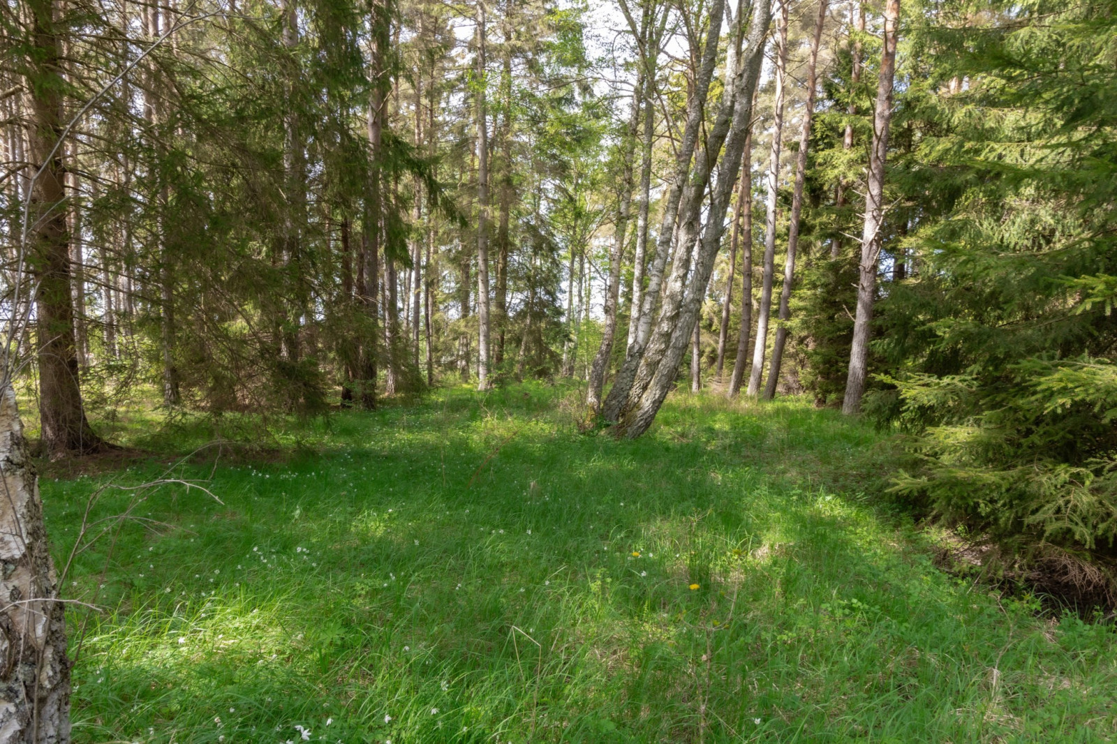  Sanda Stora Varbos 943