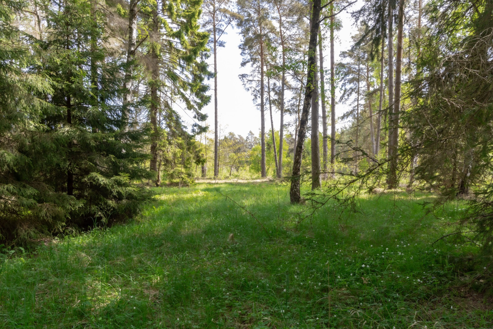  Sanda Stora Varbos 943