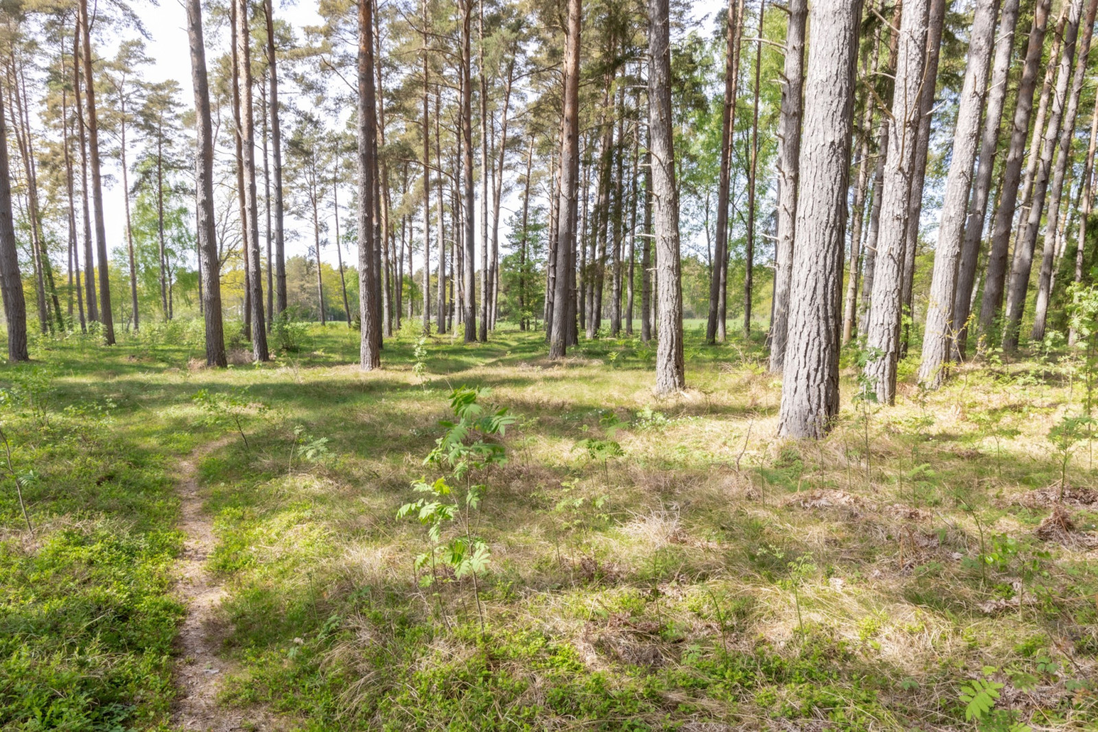  Sanda Stora Varbos 943