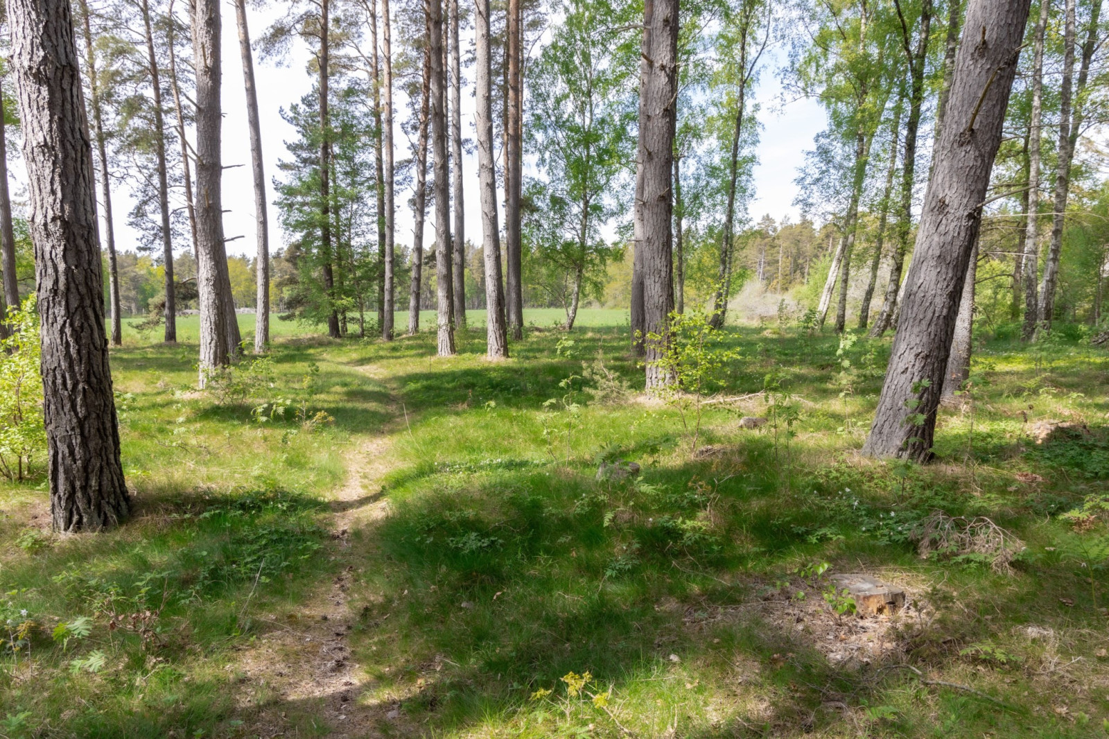  Sanda Stora Varbos 943