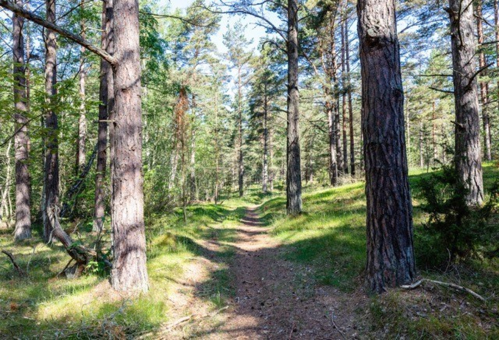Genom en förtrollande miljö Fårö Ödehoburga 1420